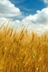 Naklejka premium Golden wheat field