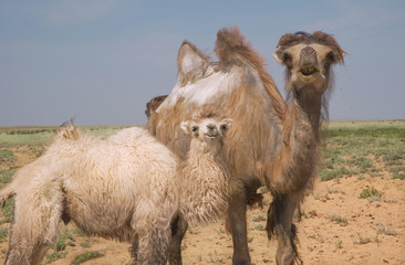 young camel and adult female camel