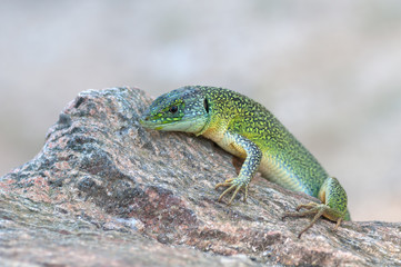 Lacerta bilineata