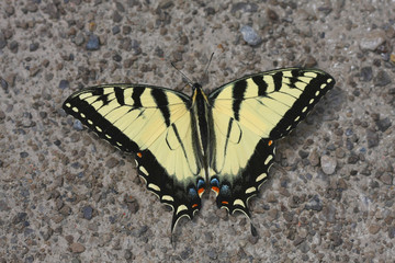 Obraz na płótnie Canvas Eastern Tiger Swallowtail Butterfly