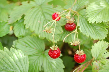 Walderdbeere