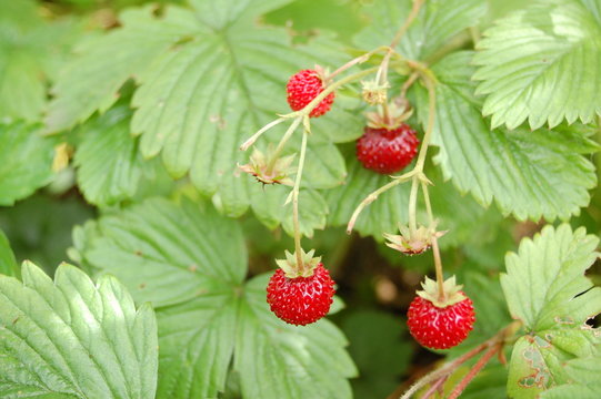 Walderdbeere