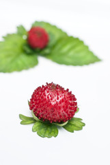 Walderdbeeren Nahaufnahme