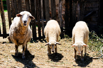 Eating sheeps