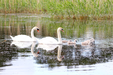 New Swan family