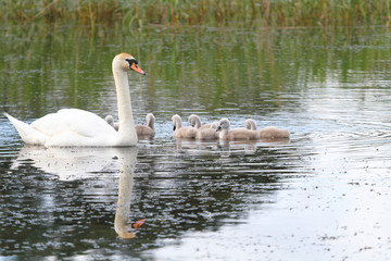 Young swan family