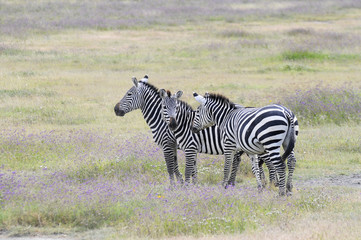 Zebras im Ngorongorokrater