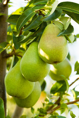 Closeup of a pears - 42653402