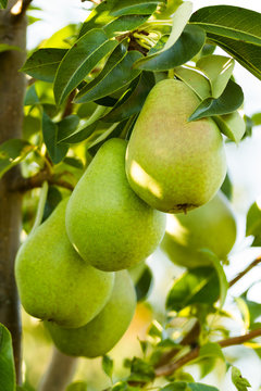 Closeup of a pears