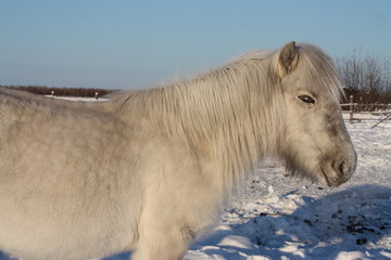 yakutian horse