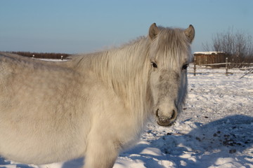 yakutian horse