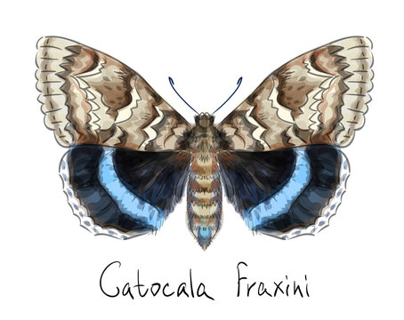 Butterfly Catocala Fraxini. Watercolor imitation.