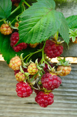 raspberries