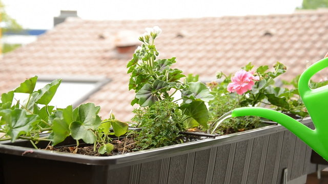 pour the flowers from the balcony with water