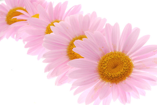 pink daisy gerber flowers