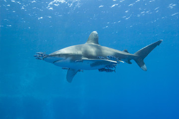 Fototapeta premium Oceanic white-tip shark in the sea