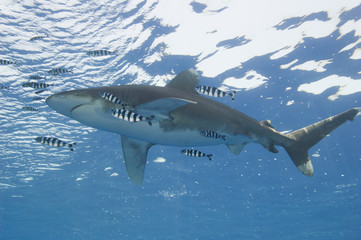 Obraz premium Oceanic white-tip shark in the sea
