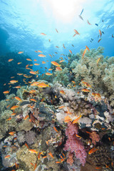Fototapeta na wymiar Beautiful tropical coral reef