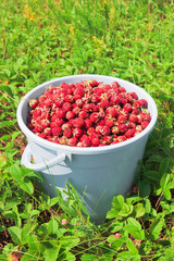 Full bucket of strawberry