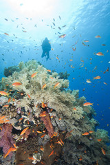 Fototapeta na wymiar Scuba diver on a tropical reef