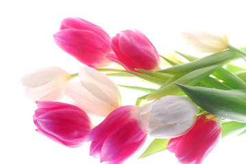 red and white tulips
