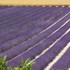 Provence - Champs de Lavandes & Blés