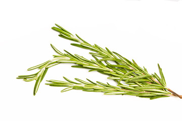 Fototapeta premium spicy herb rosemary