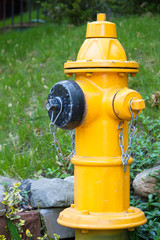 Fototapeta na wymiar ¯ółty Hydrant, zielony trawnik z tyłu w Toronto Neighborhood