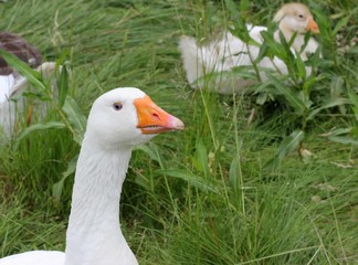 Weiße Leinegans 