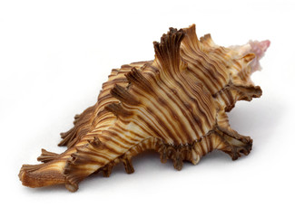 sea shell isolated on white