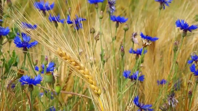 Kornblumen und Gerste