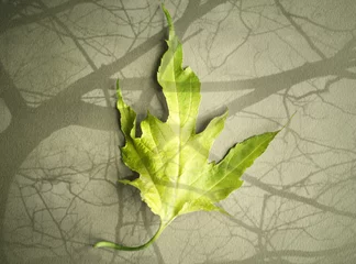Fototapeten One leaf © vali_111