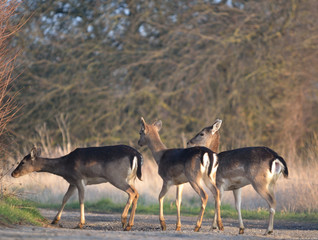 Fallow Deer