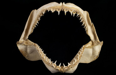 Obraz premium Mandíbula de tiburón