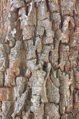 Bark Ancient Large trees