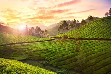 Zelfklevend Fotobehang Tea plantation in Munnar © pikoso.kz