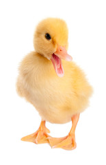 Funny Duckling age two days. Isolated on white.