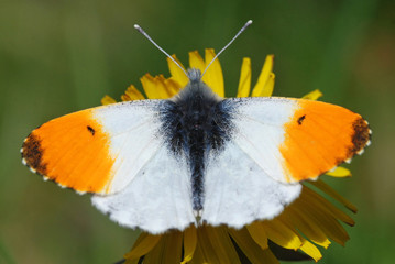 Obraz premium Orange Tip Butterfly Male