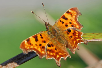 Comma Butterfly