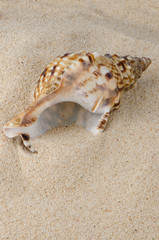 Fototapeta na wymiar Sea shell on the shore