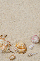 Fototapeta na wymiar Conchs and shells