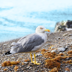 Seagull