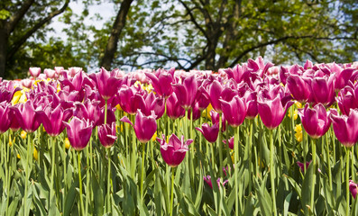 Fototapeta premium Pink tulips