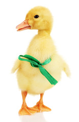 Duckling with ribbon isolated on white