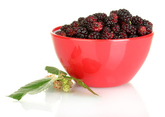 Red bowl with ripe mulberries isolated on white close-up