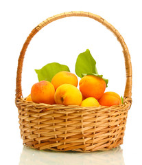 ripe apricots with green leaves in basket isolated on white