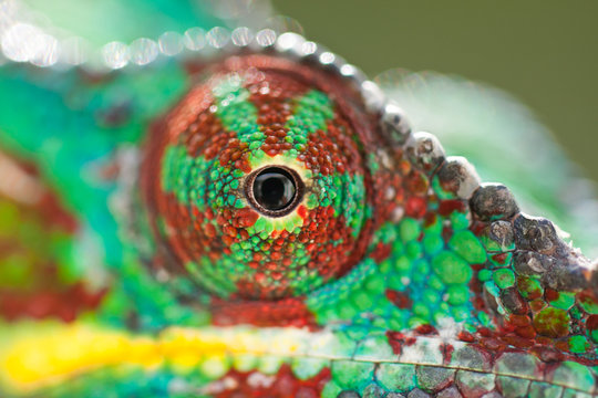 oeil de caméléon de Madagascar