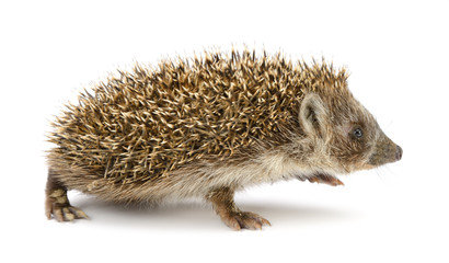 hedgehog isolated