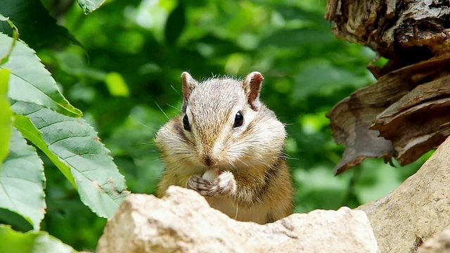 ひまわりの種を食べるシマリス