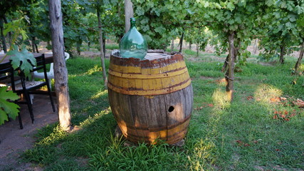 Obraz premium Botte nel vigneto